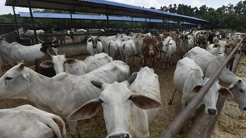 cows die.